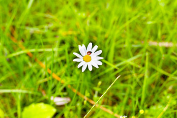 Wall Mural - White camomile with ladybugg in grass. Summer background
