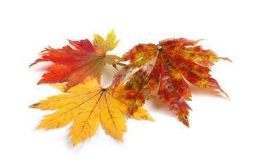 three autumn maple leaves