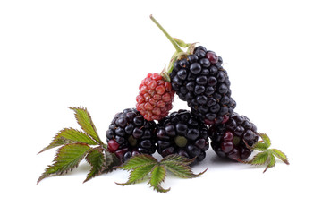 Canvas Print - Blackberries and leaves