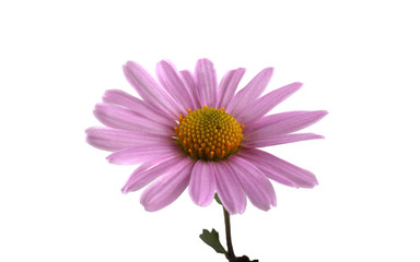 Sticker - Chrysanthemum flower