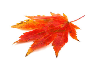 autumn maple leaf