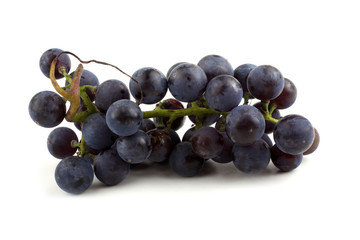 Poster - Black wine grape