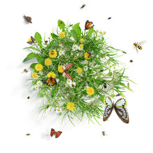 Summer Meadow With Flowers And Various Insects, Isolated On White Background. 3D Rendering. 3D Image.