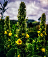 Yellow Cactus Flower, Beautiful Yellow Flower