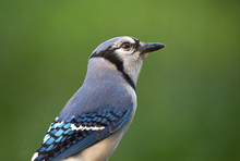 Closeup Of A Colorful Blue Jay Bird