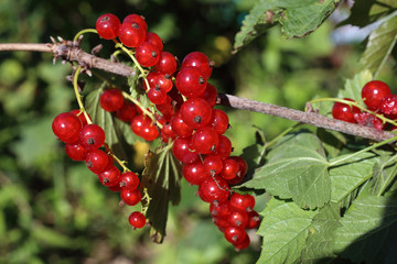 Poster - Growing red currant