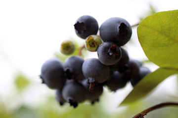 Poster - Growing blueberries