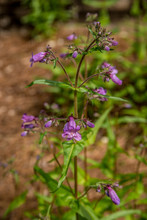 Purple Penstemon Or Beardtongue Plant