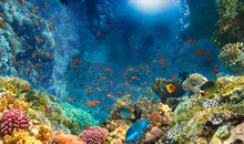 Group Of Scuba Divers Exploring Coral Reef. Underwater Sports And Tropical Vacation Concept