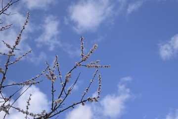 Wall Mural - tree branches against blue sky