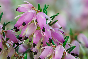 Wall Mural - Macro of blossoms from a winter-flowering heather plant