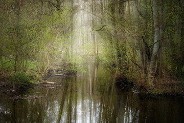 Wall Mural - Calm creek flows through an enchanted forest with reflections in the water, copy space