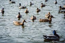 Ducks Float In The Spring Pond