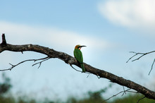 White Fronted Bee Eater Perching On Branch, Zambia