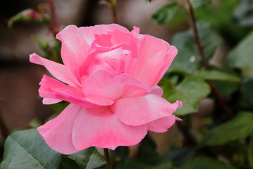 pink rose flower