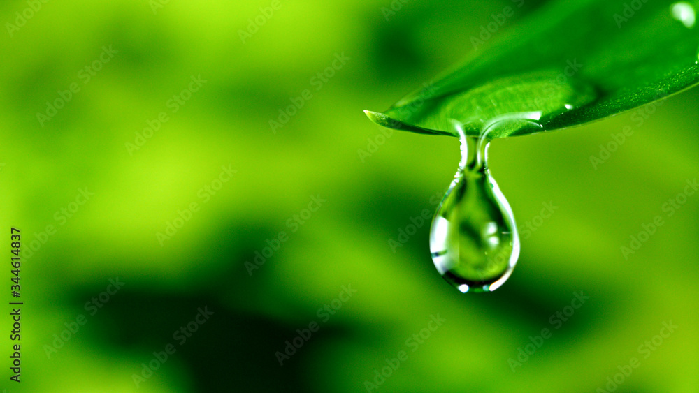 Obraz na płótnie fresh green leaf with water drop, relaxation nature concept w salonie
