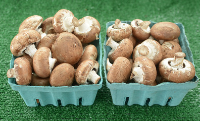 Canvas Print -  mini portabella mushroom