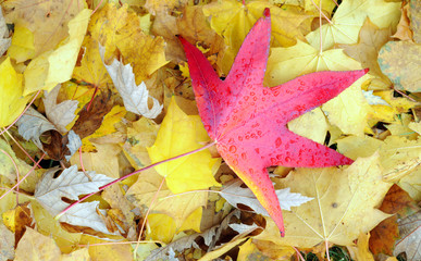 Wall Mural - red maple leaf