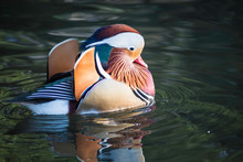 Mandarin Duck Swimming On Lake