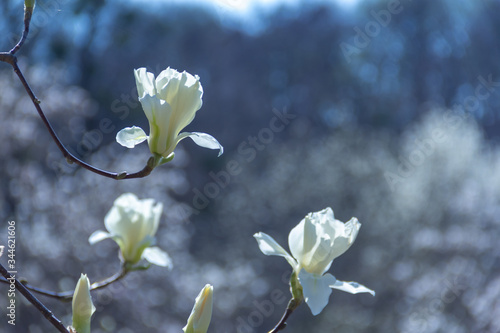 White magnolia flowers in the sun.