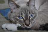 Fototapeta Tulipany - Portrait of a beautiful cat with blue eyes