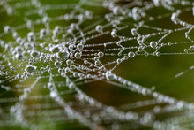 Macro Photography Of Cobweb Covered In Water Drops