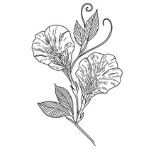 Vector Hand Drawn Plant Pea, Bindweed. Black And White Herbal Drawing. Botanical Sketching. Herbal Black-white Illustration.