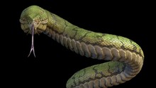 A Large Green Snake. 3d Rendering