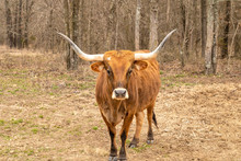 Texas Longhorn Beef Cattle Cow With Typical Long Horns In Closeup Image, Staring At Camera While Standing In A Pasture Near Trees.