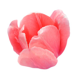 Wall Mural - pink tulip