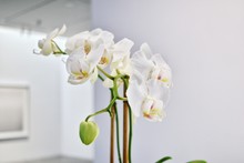 Close-up Of White Orchids At Home