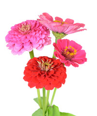 Wall Mural - zinnia flower