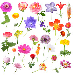 Wall Mural - flowers