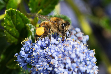 honey bee collecting pollen