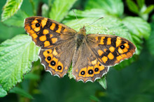 Brown Butterfly On A Leaf