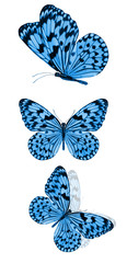 Wall Mural - beautiful blue tropical butterflies isolated on a white background. moths for design