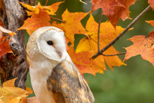 Barn Owl Perched On A Fall Tree