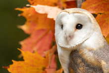 Autumn Owl Free Stock Photo - Public Domain Pictures