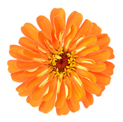 Wall Mural - orange zinnia