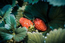 High Angle View Of Strawberries Amidst Leaves