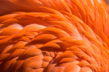 Full Frame Shot Of Flamingo Feathers