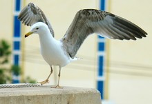 Close-up Of Seagull With Spread Wings