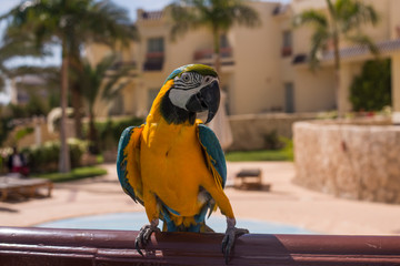 beautiful macaw parrot posing on camera on a sunny day. egypt 2020