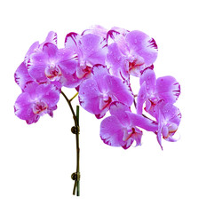 Wall Mural - purple orchid