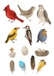 Forest birds, eggs and feathers. Set on a white background