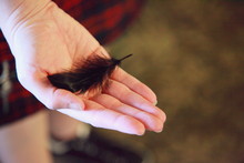 Cropped Image Of Hand Holding Black Feather