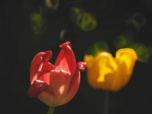 Close-up Of Red And Yellow Tulips Blooming Outdoors