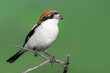 Woodchat Shrike (lanius senator) perched on a small branch. Beautiful bird with green background. Portrait of a colorful songbird. Georgia
