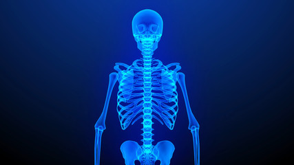 Human Body Skeleton.