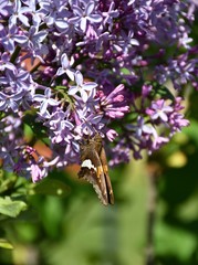 Poster - Butterfly on a Lilac